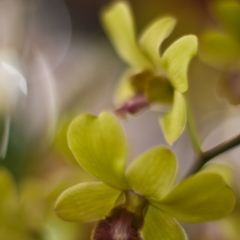 Green Orchids Dream To order a print please email me at  Mike Reid Photography
