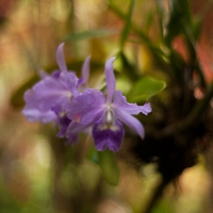 Hawaiian Purple Orchids To order a print please email me at  Mike Reid Photography