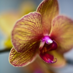 Honey Orchid