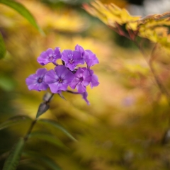 Lavender Orchid Flower Photograph