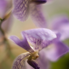 Lavender Orchids