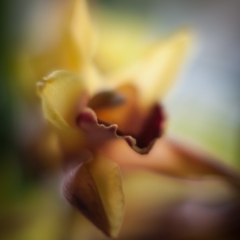 Liquid Orchid