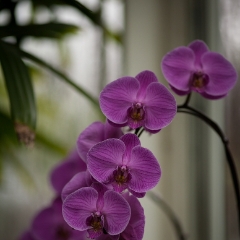 More Pink Orchids