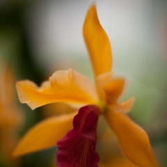 Orange Red Orchids To order a print please email me at  Mike Reid Photography
