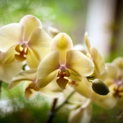 Orchid Blur To order a print please email me at  Mike Reid Photography : orchids, orchid, flower, , floral, tulip festival, floral photography, flower photos, washington state, skagit tulip festival, thin depth of field, botanical, petals, zeiss