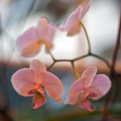 Orchid Softness
