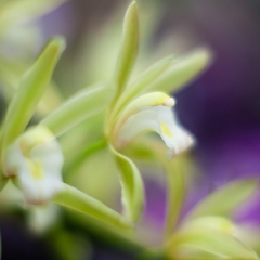 Orchids Closeup in soft light To order a print please email me at  Mike Reid Photography
