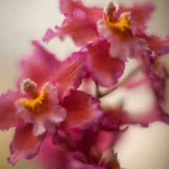 Orchids Delicate Flowers To order a print please email me at  Mike Reid Photography