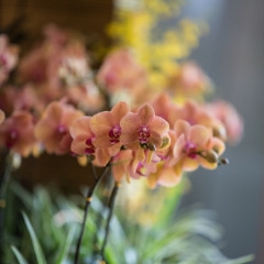 Orchids in Beijing To order a print please email me at  Mike Reid Photography