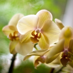 Pale Yellow Beauties To order a print please email me at  Mike Reid Photography : orchids, orchid, flower, , floral, tulip festival, floral photography, flower photos, washington state, skagit tulip festival, thin depth of field, botanical, petals, zeiss