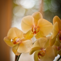 Pale Yellow Orchids To order a print please email me at  Mike Reid Photography : orchids, orchid, flower, , floral, tulip festival, floral photography, flower photos, washington state, skagit tulip festival, thin depth of field, botanical, petals, zeiss