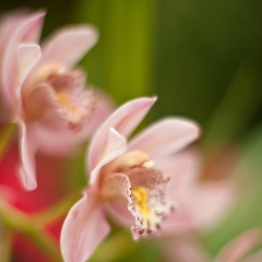 Pink Orchids Flourish To order a print please email me at  Mike Reid Photography