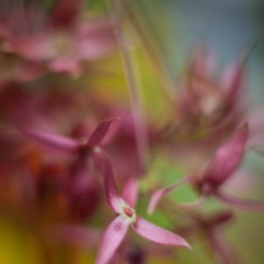 Pink Orchids Stars To order a print please email me at  Mike Reid Photography