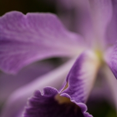 Purple Orchid To order a print please email me at  Mike Reid Photography : Flower, flowers, floral, floral photography, thin dof, abstract photography, beauty, poetic, zeiss, reid, beautiful flowers, stunning, colorful, artistic flower photography, artistic flowers, fine art flower photography