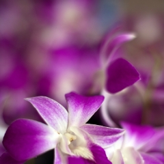 Purple White Orchids To order a print please email me at  Mike Reid Photography