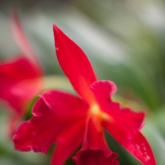 Red Orchids To order a print please email me at  Mike Reid Photography : orchids, orchid, flower, , floral, tulip festival, floral photography, flower photos, washington state, skagit tulip festival, thin depth of field, botanical, petals, zeiss