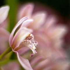 Soft Pink Orchids To order a print please email me at  Mike Reid Photography : orchids, orchid, flower, , floral, tulip festival, floral photography, flower photos, washington state, skagit tulip festival, thin depth of field, botanical, petals, zeiss