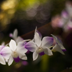 Stream of Tropical Orchids To order a print please email me at  Mike Reid Photography : orchids, orchid, flower, , floral, tulip festival, floral photography, flower photos, washington state, skagit tulip festival, thin depth of field, botanical, petals, zeiss