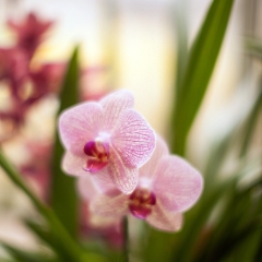 Two Pink White Orchids To order a print please email me at  Mike Reid Photography