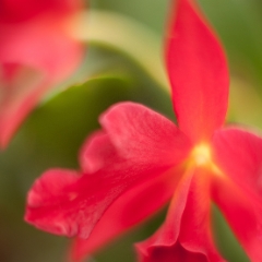 Vivid Red Orchids To order a print please email me at  Mike Reid Photography : orchids, orchid, flower, , floral, tulip festival, floral photography, flower photos, washington state, skagit tulip festival, thin depth of field, botanical, petals, zeiss