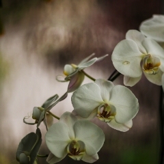 White Orchids To order a print please email me at  Mike Reid Photography : orchids, orchid, flower, , floral, tulip festival, floral photography, flower photos, washington state, skagit tulip festival, thin depth of field, botanical, petals, zeiss
