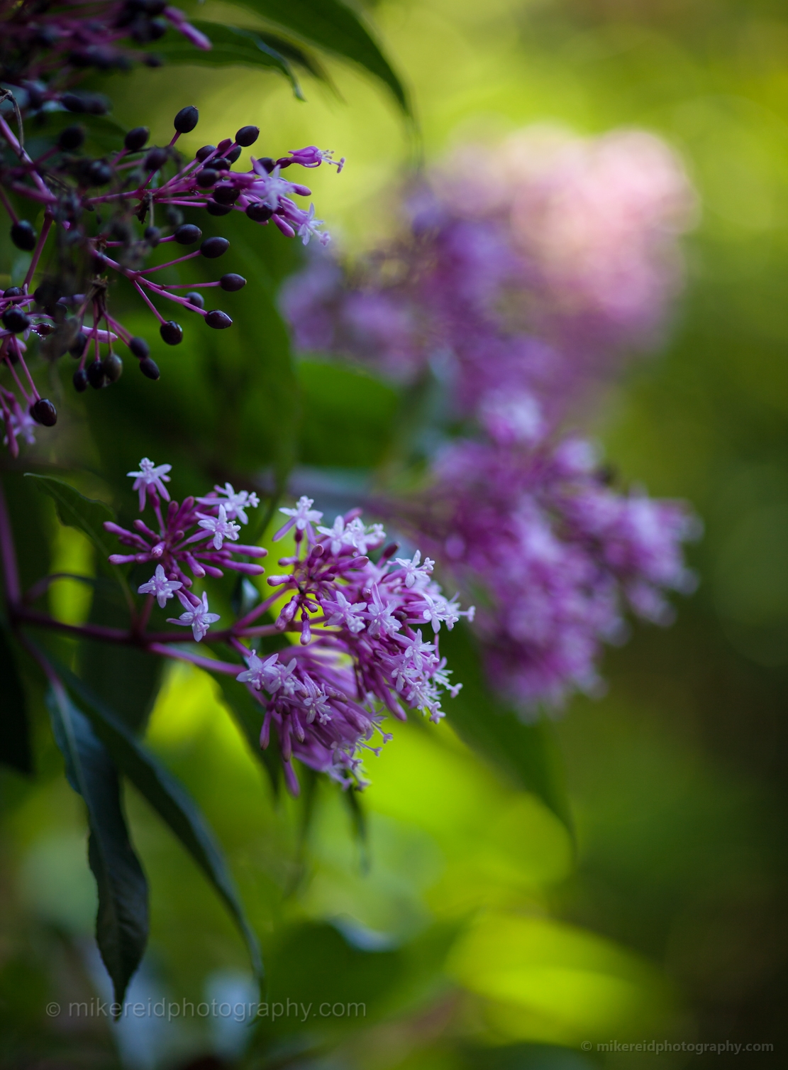 Pink Rhododendrons.jpg 