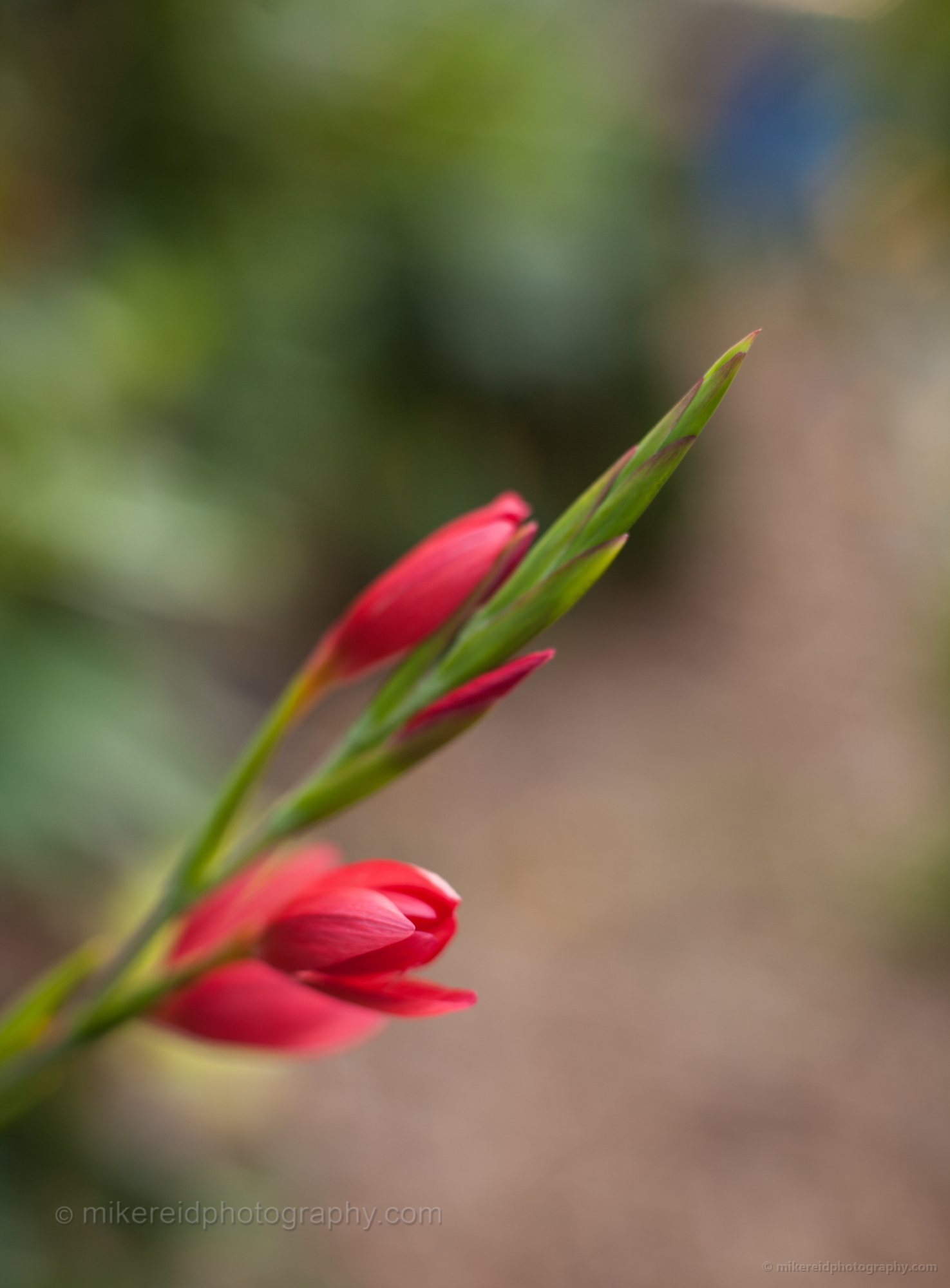 Red Lilly Floral Imagery.jpg 