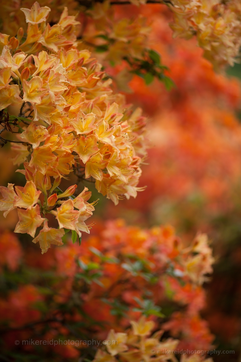 Dream of Orange Flowers.jpg 