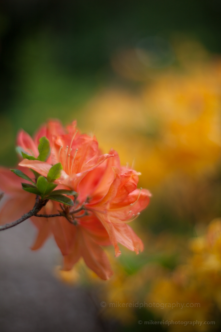 Orange Azaleas Group.jpg 