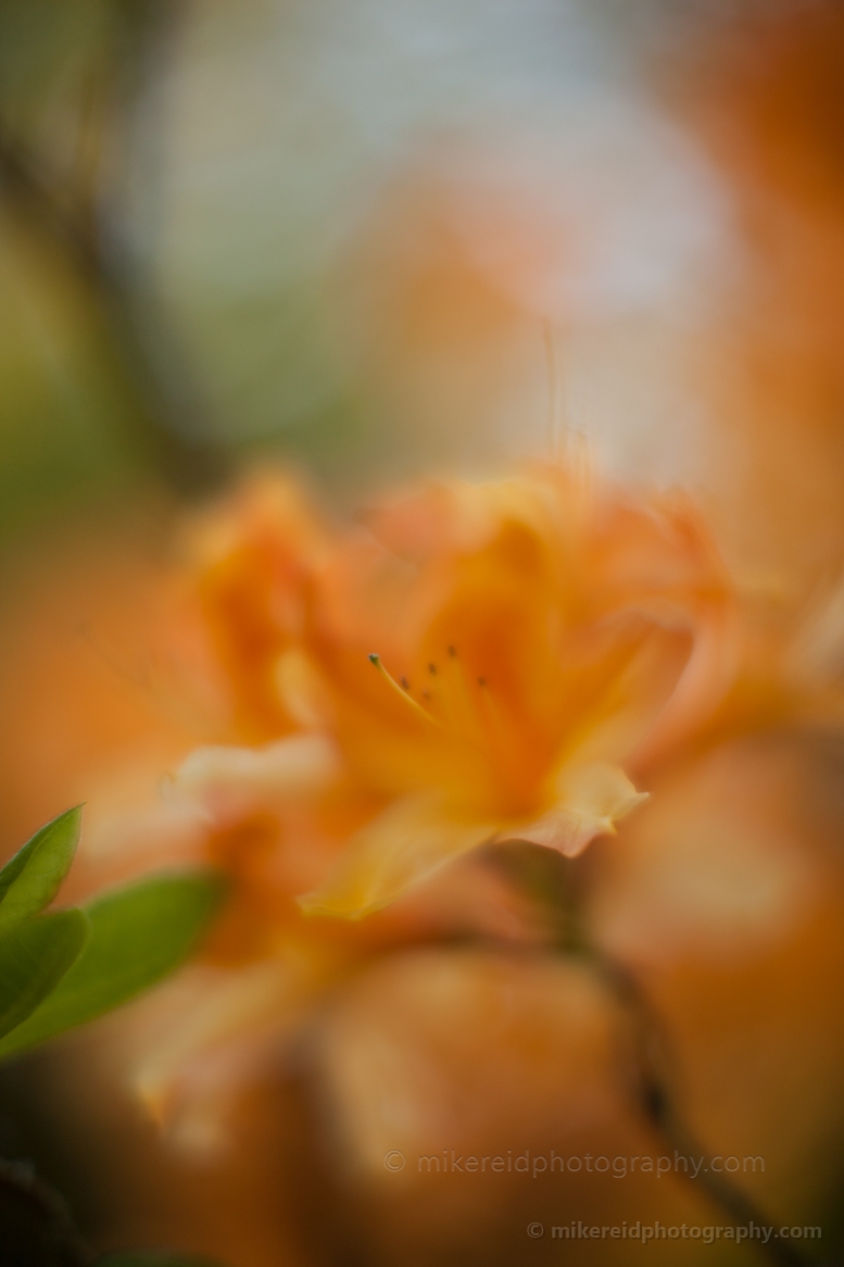 Orange Bloom Dream.jpg 