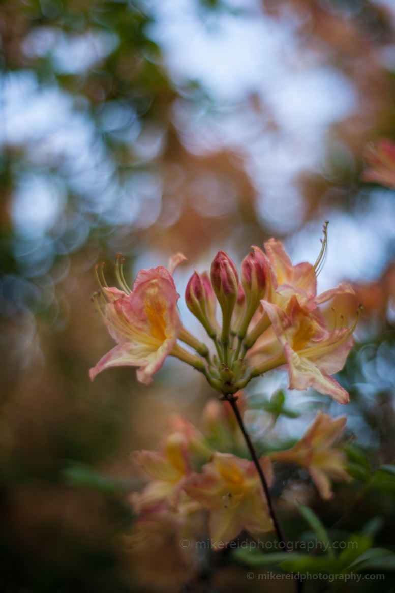 Peach Rhododendrons Cluster.jpg 