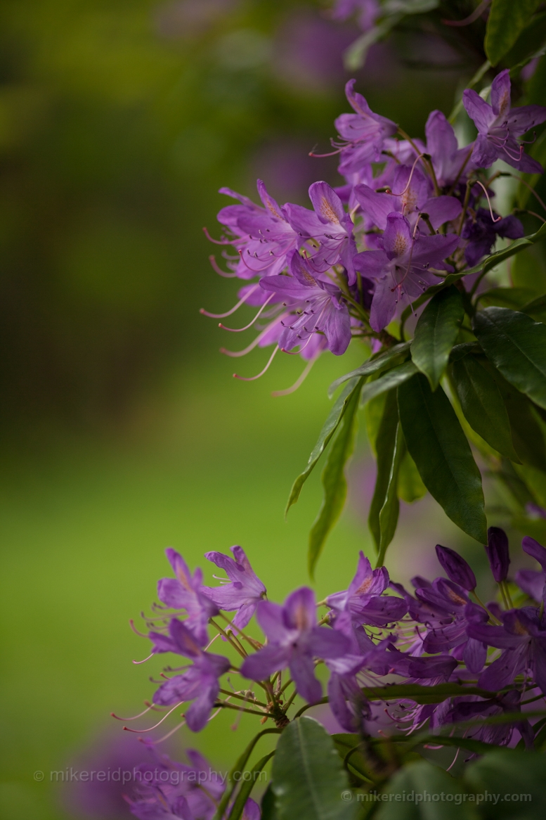 Purple Rhododendrons Hiram Seattle Locks.jpg 