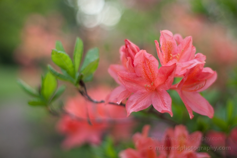 Rich Pink Flowers.jpg 