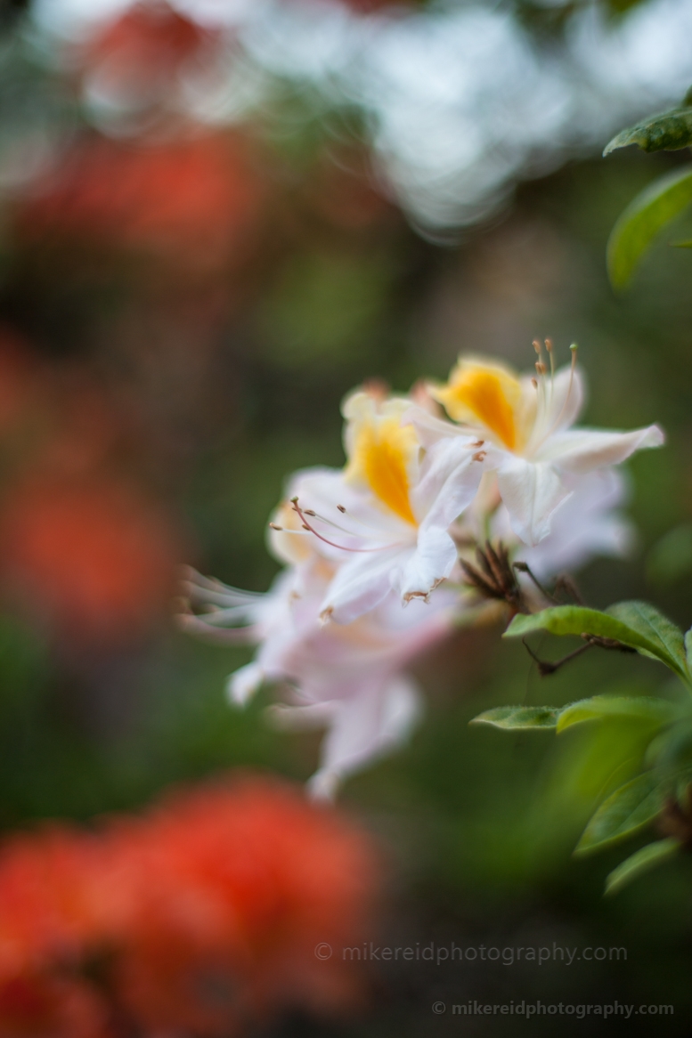 White Yellow Flowers.jpg 