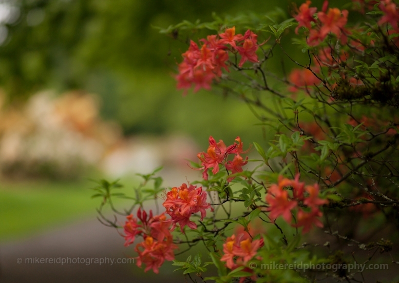 Arboretum Rhododendron Path
