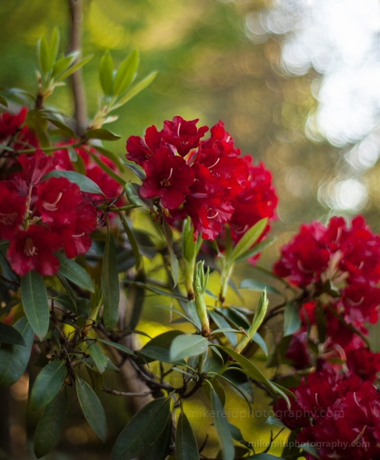 Backlit Red Blossoms