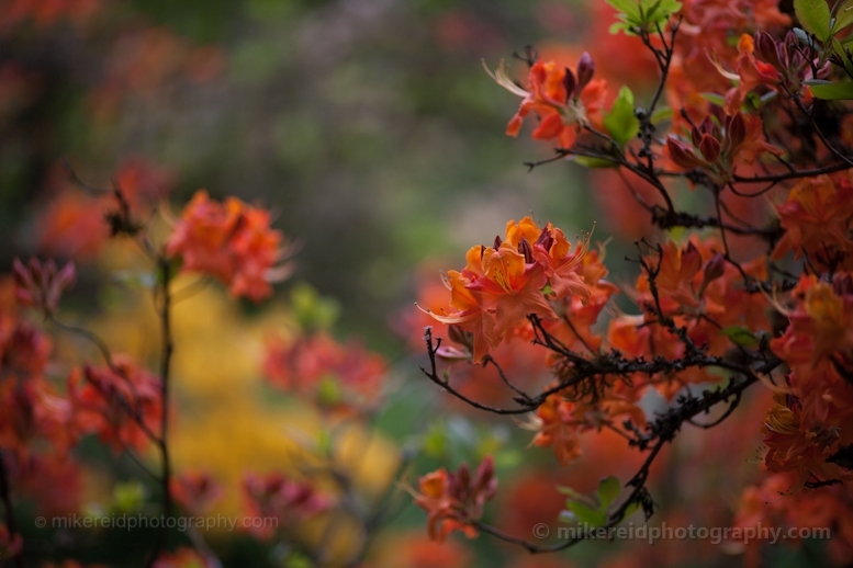 Beautiful Orange Rhododendrons