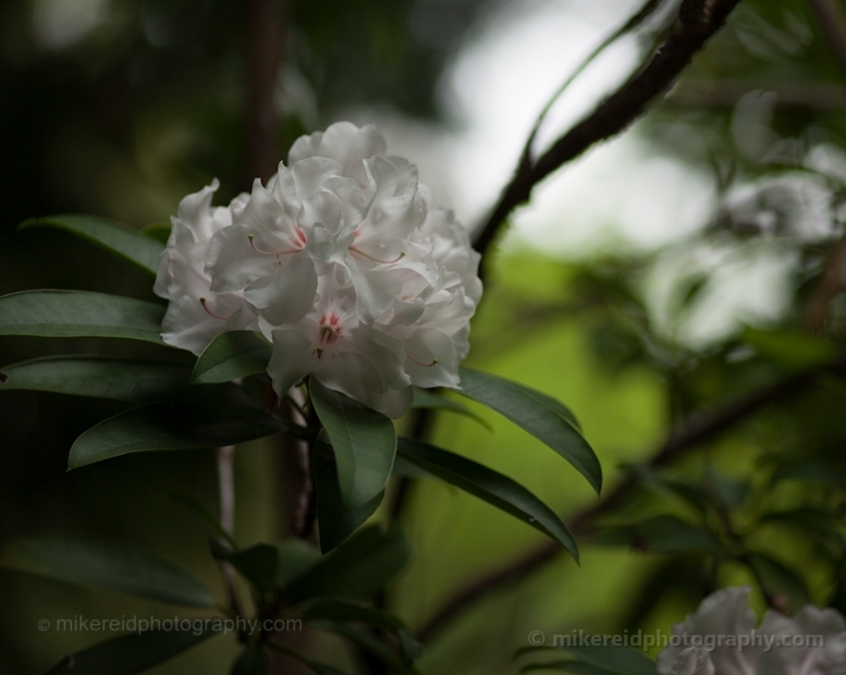 Beautiful White Rhododendron