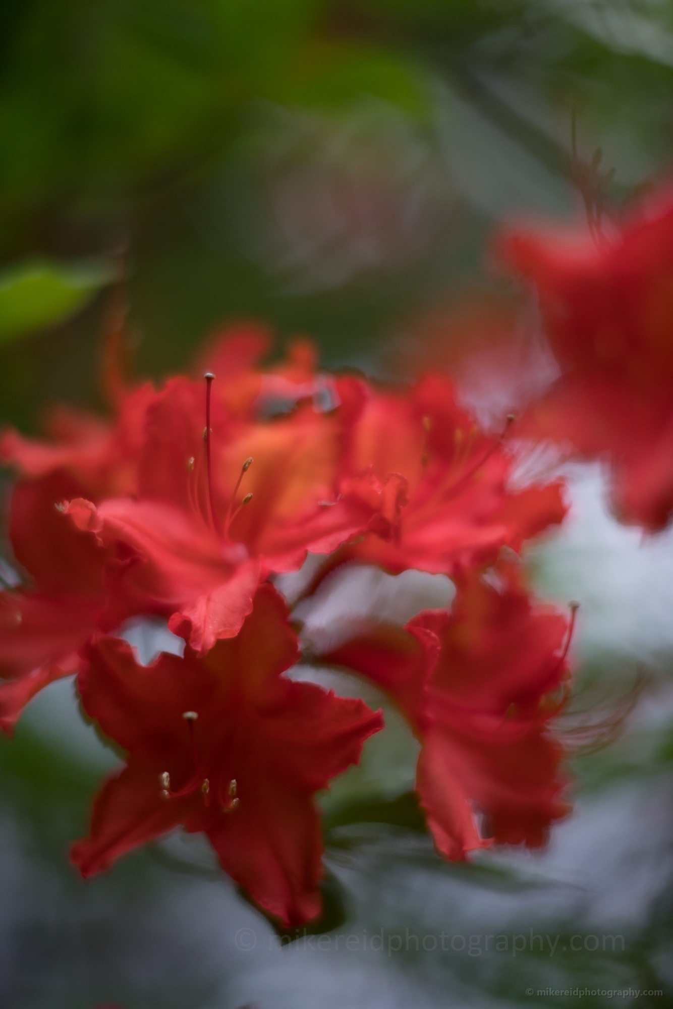 Bright Red Azaleas