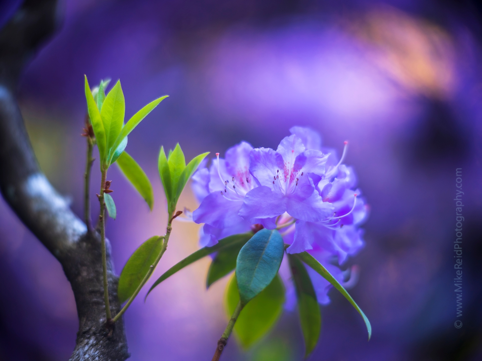 Cluster of Violet Azaleas in Soft Light.jpg 