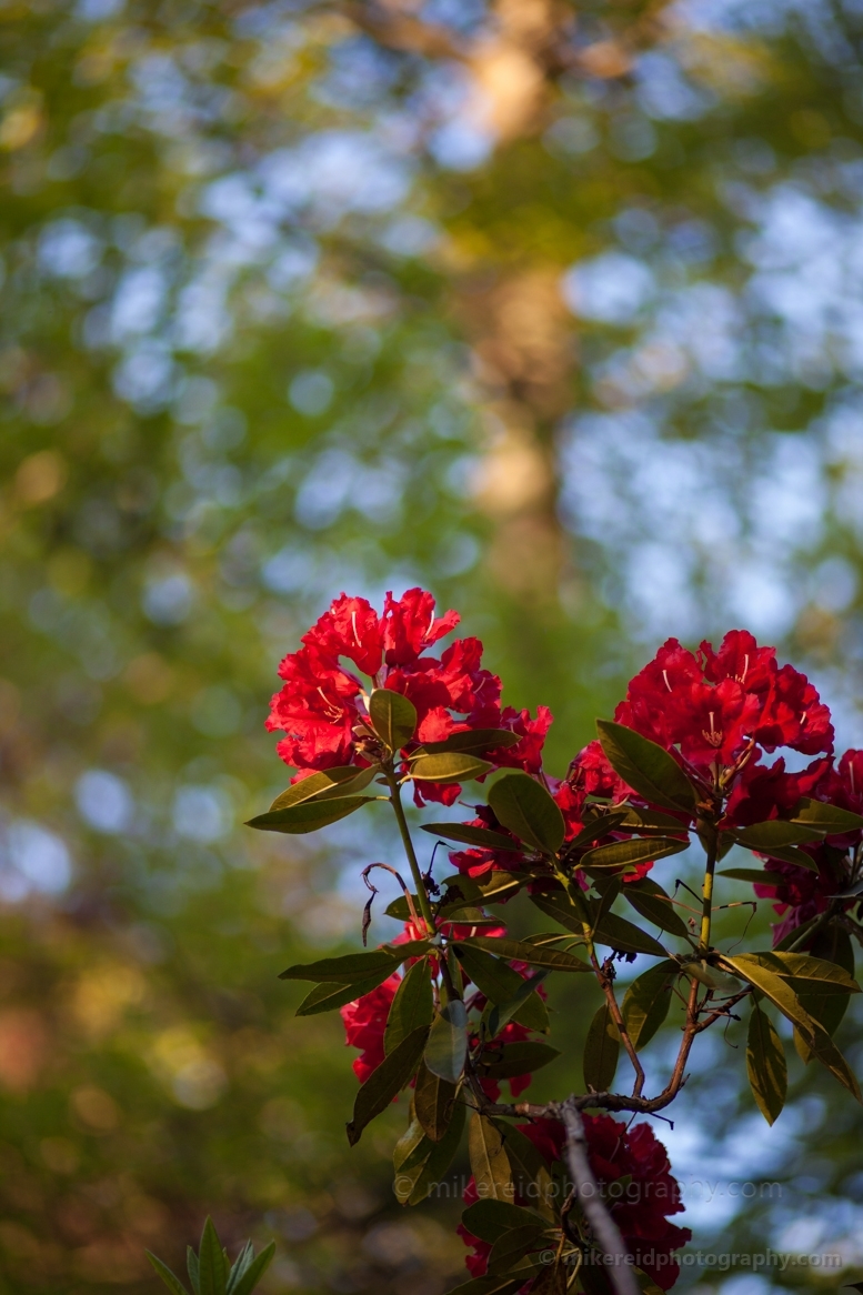 Crown of Red Rhododendrons