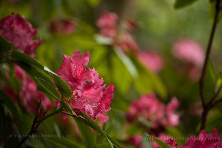 Dark Pink Rhododendron