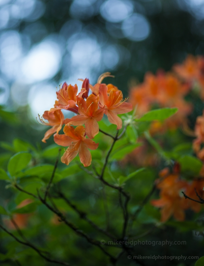 Delicate Orange Blossoms