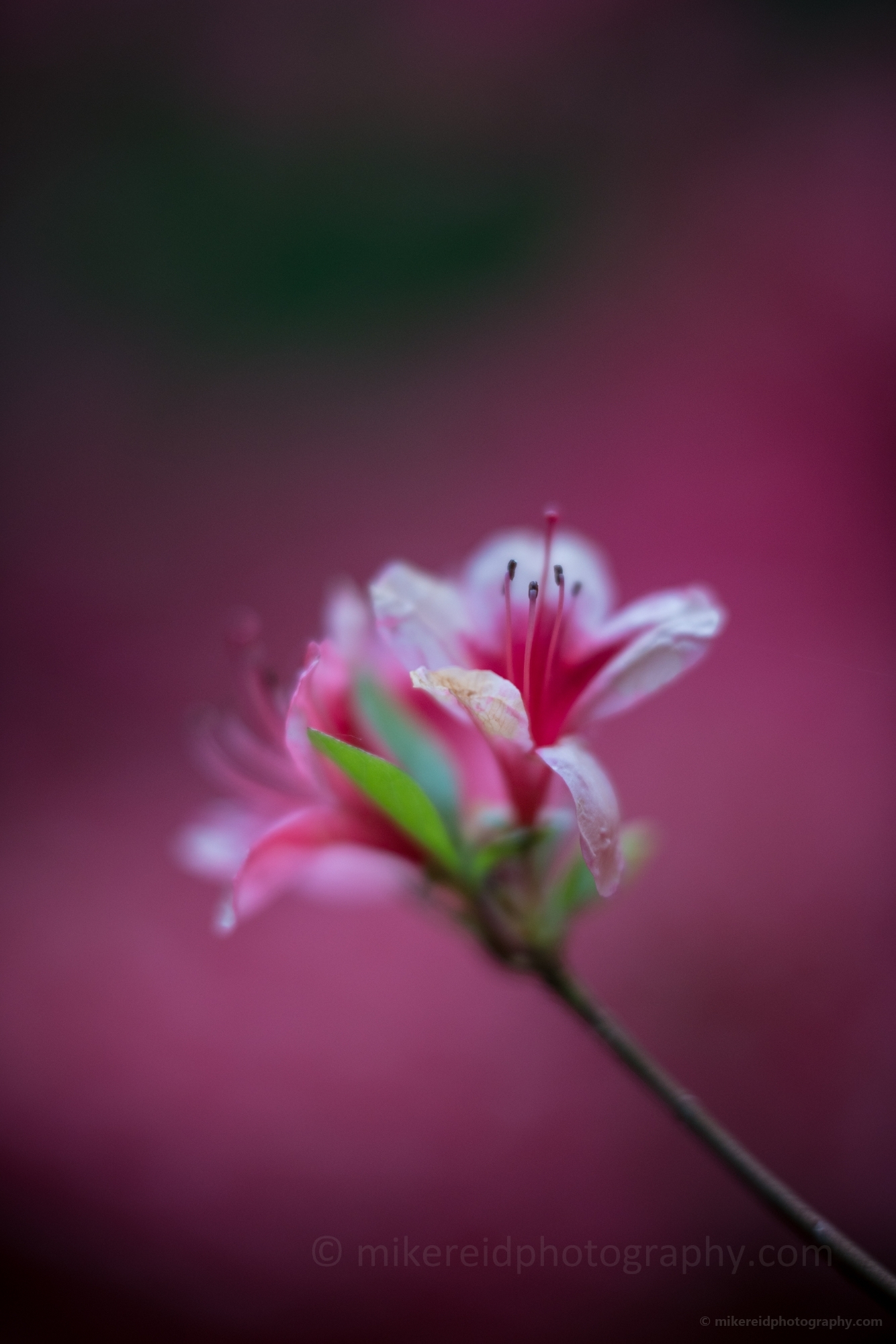 Dreamy Pink Azaleas Blooms