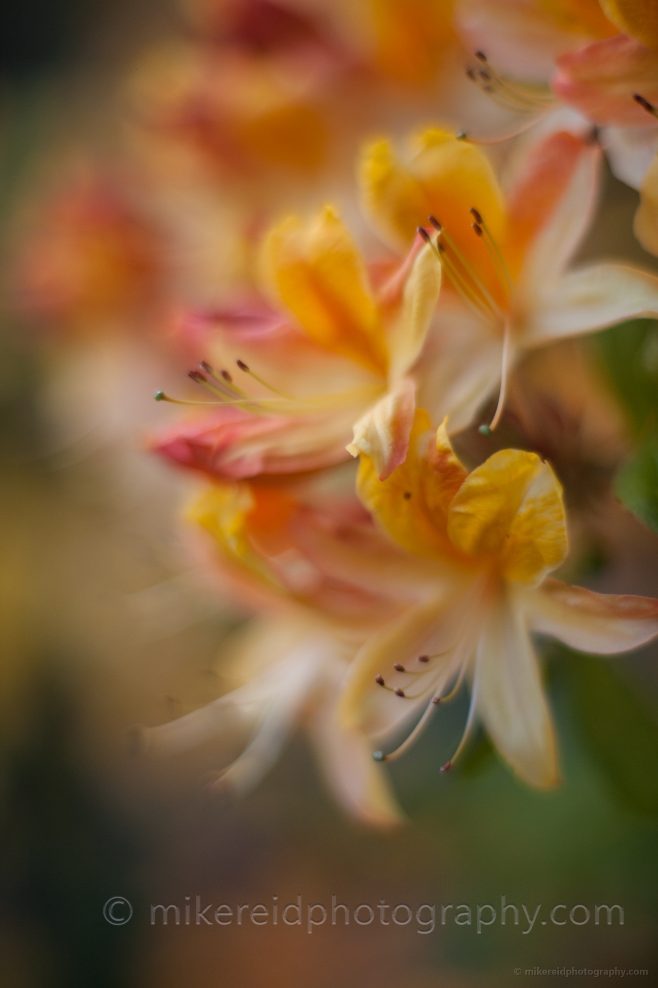 Golden Azaleas Flowers Soft