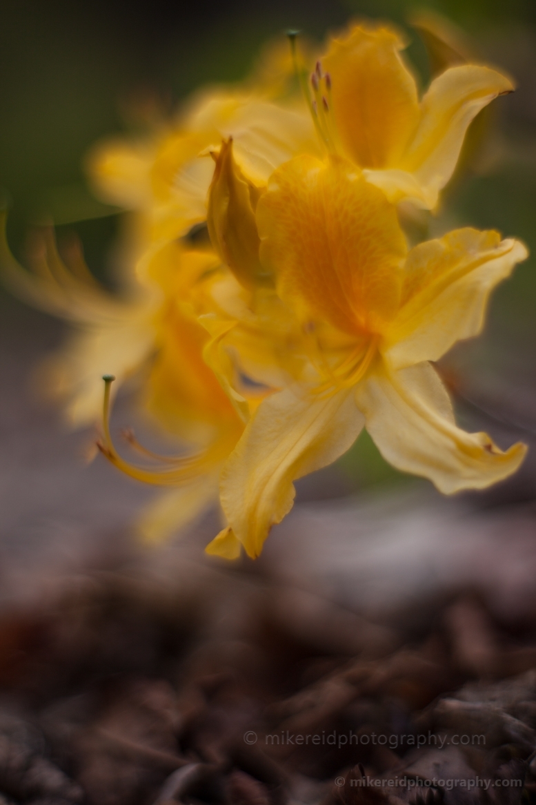 Intimate Yellow Azaleas Blooms.jpg