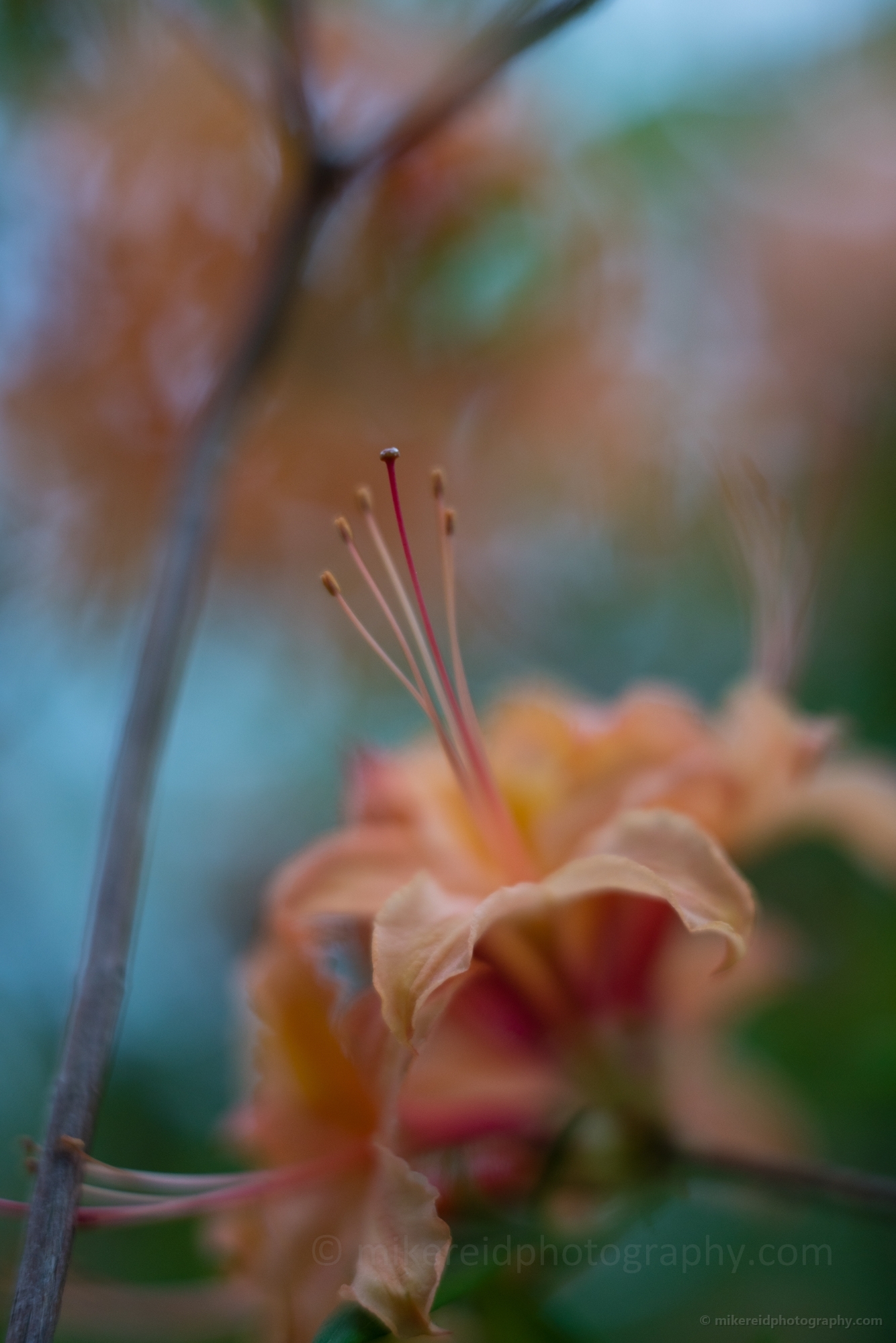 Orange Azaleas Bokeh Flowers Photography.jpg 
