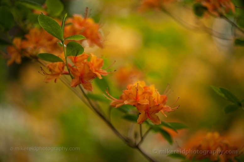 Orange Rhododendrons Arboretum