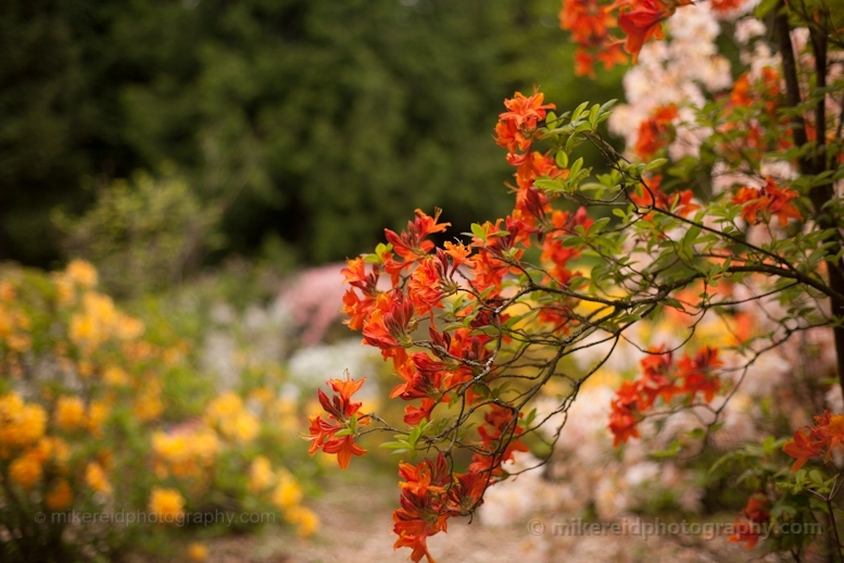 Orange and Yellow Rhododendrons.jpg