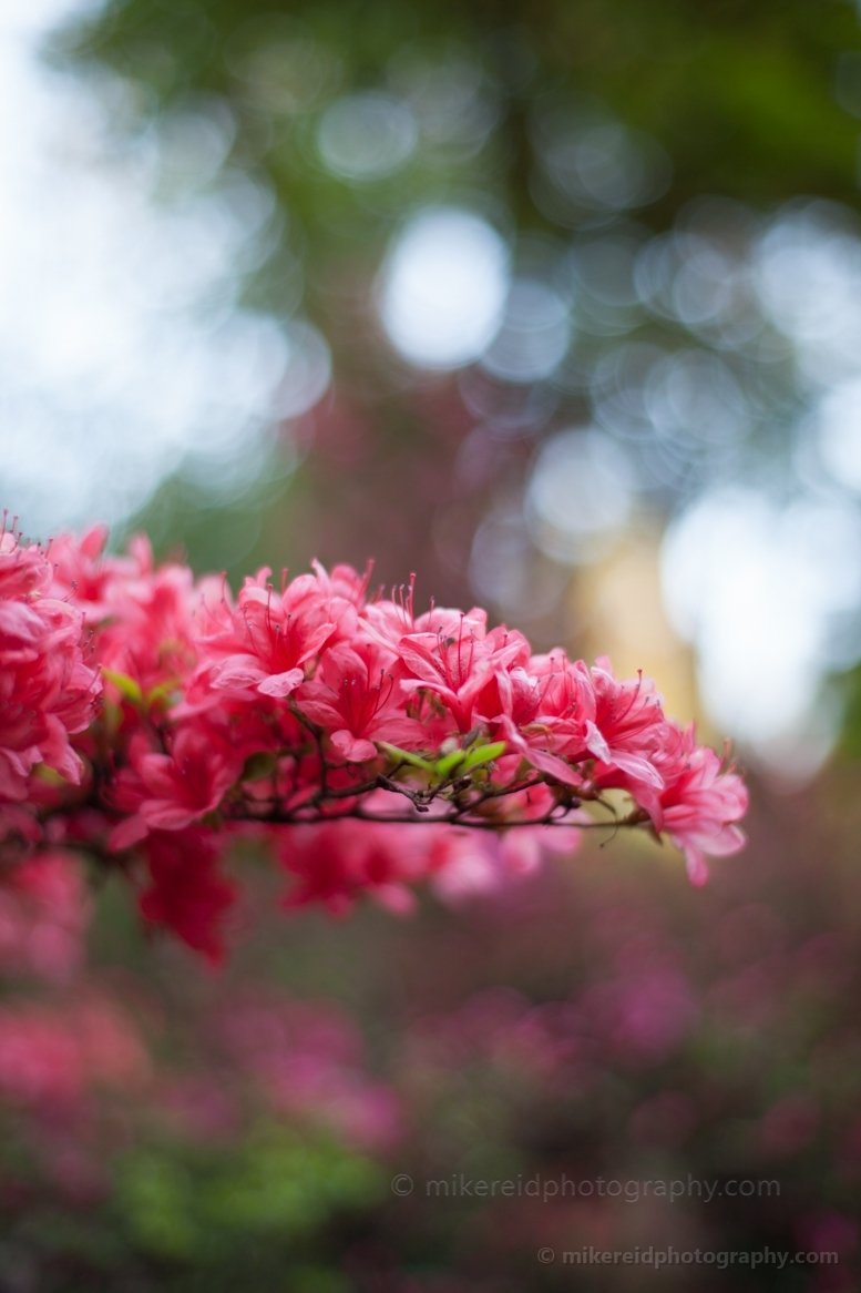 Pink Azaleas Branch.jpg 
